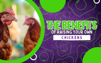 The Benefits of Raising your Own Chickens